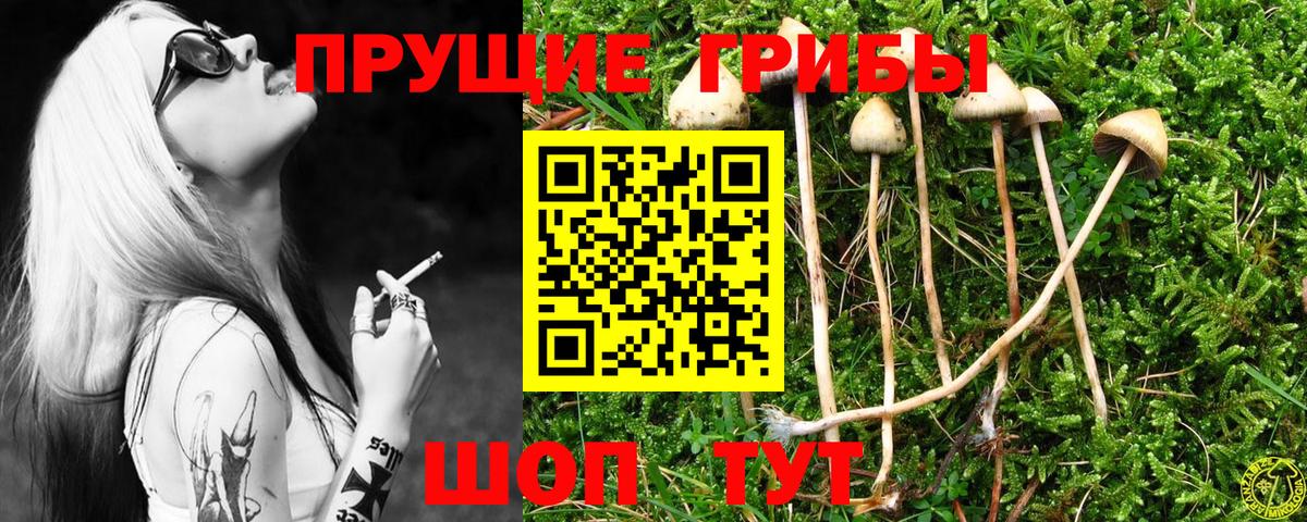 продажа наркотиков  Псилоцибиновые грибы Psilocybe  Вход с VPN  Люберцы  Галлюциногенные грибы GOLDEN TEACHER 